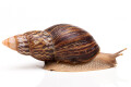 Lissachatina zanzibarica adult